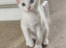 Pure white male turkish a gora ready to be rehomed