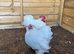 White Pekin hatching eggs