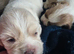 Cava-tzu x Dachshund READY IN 2 WEEKS!