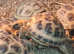 Young Horsefield Tortoises Available