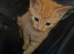 Ginger & white female siberian cross kitten