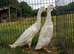 White Indian runner pair