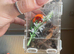 Mexican fire leg tarrantula