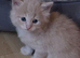 Beautiful kittens