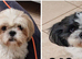 Pure bred shih tzu puppies here in Cardiff