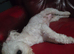 Maltese