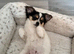 12 week old female Chihuahua puppy