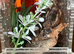 Mexican fire leg and enclosure