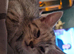 Mainecoon kittens
