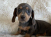 Gorgeous dachshund puppies deposit secures