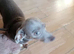 5 month old silver boy