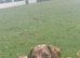 8 month old male dapple