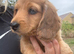 Long hair mini dachshund