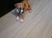 American bulldog puppy