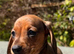 Miniature dachshund puppies. Piebald