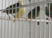 Young blue face parrot finches