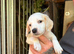 9 cockapoo cross beagle pups for sale