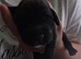 7 adorable Sprocker Puppies