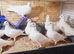 Pure White Racing Pigeons