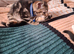 12 week old male kitten