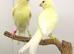 x2 white canary&rsquo;s this year