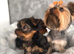 mini yorkshire terrier