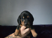 Minature dachshund