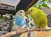 Young Budgies Unsexed