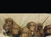 Sproodle puppies