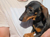 Dachshunds