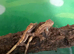 Crested baby geckos