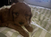 Dolly lovely Cavapoo needs a forever home