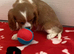 Kc cavalier puppy&rsquo;s available ️️️️️