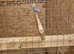 Budgies