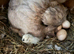 Four silkie chicks