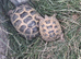 Adult Horsfield tortoises