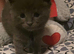 Mainecoon cross