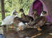 Male Call Ducks