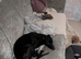 Greyhound Whippet Cross Rehome
