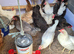 Variety of hybrids available