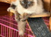 STUNNING FEMALE RAGDOLL FOR SALE