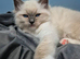 Pedigree Ragdoll kittens
