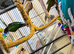 Conures for sale