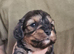 Poodle cavapoo/poodle