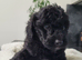 Toy Sproodle Puppies