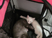 Maine coon x sphynx