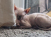 Female Sphynx