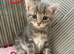 3 beautiful kittens looking for new loving homes