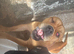 Looking to rehome my to sisters together only