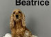 Beatrice 2 apricot cockapoo girls ready for a home